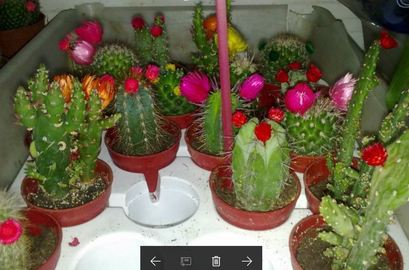 Floristería Chiccos agasalla os membros da Tropa cun cactus!!